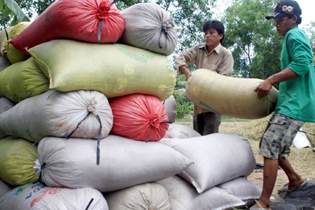 Mekong rice harvest wraps up successfully